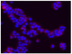 Cell Biology